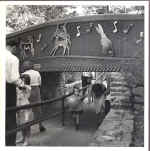 1953Childrens Zoo.jpg (81056 bytes)